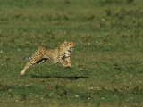 A Cheetah Seems to Fly in the Air as it Runs