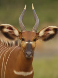 Portrait of a Bongo Antelope