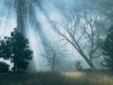 Sunlight Pierces the Morning Mist in This Woodland View