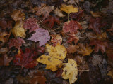 Autumn Colors Overlap in a Pile of Fallen Leaves