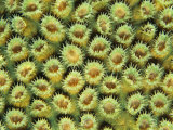 A Close View of Great Star Coral with Polyps Extended for Feeding