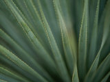 Close View of the Leaves of a Sotol Agave Plant