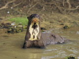A Giant Otter in a Stream Bed in Venezuela