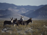 Wild Burros Descended from Those Left by Prospectors