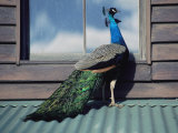 A Peacock Peers in the Window of a Building