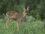 Mule Deer Fawn