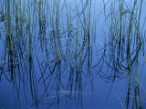 Aquatic Grasses Reflected in a Still Lake