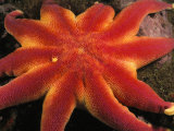 A Close View of a Sunflower Starfish