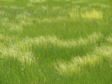 A Sea of Fresh New Spring Grasses