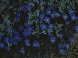 Alpine Forget-Me-Nots Wildflowers  Beartooth Wilderness  Wyoming