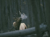 A Bull Elk Bugles  Emitting a Frosty Breath