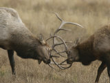 Male Wapitis  or Elk  Sparring