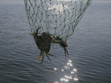 Two Blue Crabs Caught in a Net