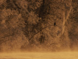 A Silhouetted Eagle Sits on a Frost-Covered Tree Branch