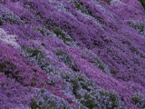 Springtime Phlox Brightens a Roadside Bank