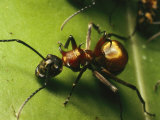 Polyrhachis Ant on a Strangler Fig Leaf