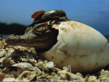 A Close View of an American Crocodile Emerging from its Egg Shell