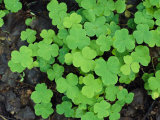 A Cluster of Bright Green Shamrocks