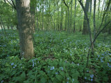 Virginia Bluebells Around a Tree in Rock Creek Park