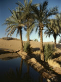 The Photographer Discovers an Oasis in the Middle of the Sahara Desert