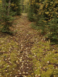 A Moss-Covered Path in a Pine Forest in Grass River Provincial Park