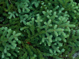 A Close View of a Balsam Fir Tree