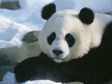 A Panda at the National Zoo in Washington  Dc