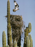 An Osprey Flies Above its Nest Built on a Cardon Cactus