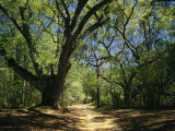 A Dirt Road Through a Forest Passes a Large Tree with Spanish Moss