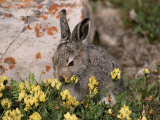 A Juvenile Arctic Hare Nibbles on Spring Flowers