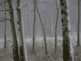 Aspen Stand in a Snowstorm Along the Bow Valley Parkway