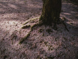 Soft Light on a Pink Carpet of Fallen Cherry Blossoms