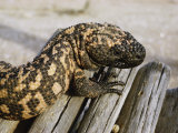Close View of a Gila Monster
