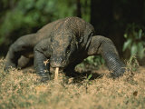 A Komodo Dragon Sensing the Air with its Tongue as it Prowls