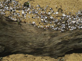 Clam Shells Piled up against a Log Where the Tide Deposited Them