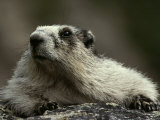 A Hoary Marmot on Alert for Predators