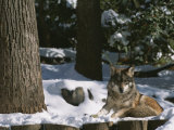 A Gray Wolf on a Sunny Winter Day