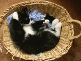 A Black-And-White Domestic Short-Hair Kitten Sleeps in His Basket