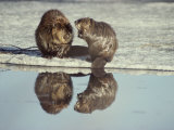A Pair of Beavers Reflected on the Surface of a Thawing Lake