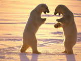 Two Polar Bears Square off for a Fight