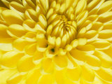 Close-up of a Yellow Chrysanthemum