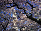 Japanese Cherry Blossoms Frame a View of the Washington Monument