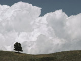 A Lone Ponderosa Pine Tree under a Cloud-Filled Sky