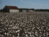 A Cotton Field Surrounds a Small Building and Clothesline