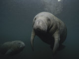 A Pair of Florida Manatees in Floridas Crystal River