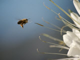 Seen Frozen in Flight  a Bee Carries Pollen Towards a Big White Flower