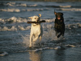 A Chocolate Labrador Retriever Chases after a Stick-Carrying Yellow Labrador Retriver