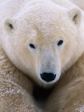 A Close View of a Polar Bear