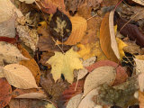 Mixture of Warm Colored Fall Leaves on the Ground