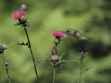 A Female Ruby-Throated Hummingbird Sips Nectar from a Thistle